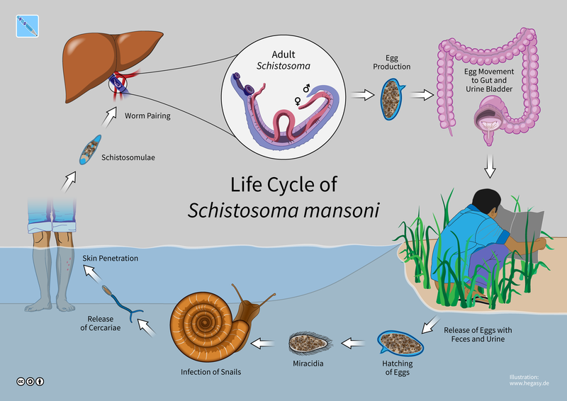 Life cycle of the schistosome, a parasitic flatworm