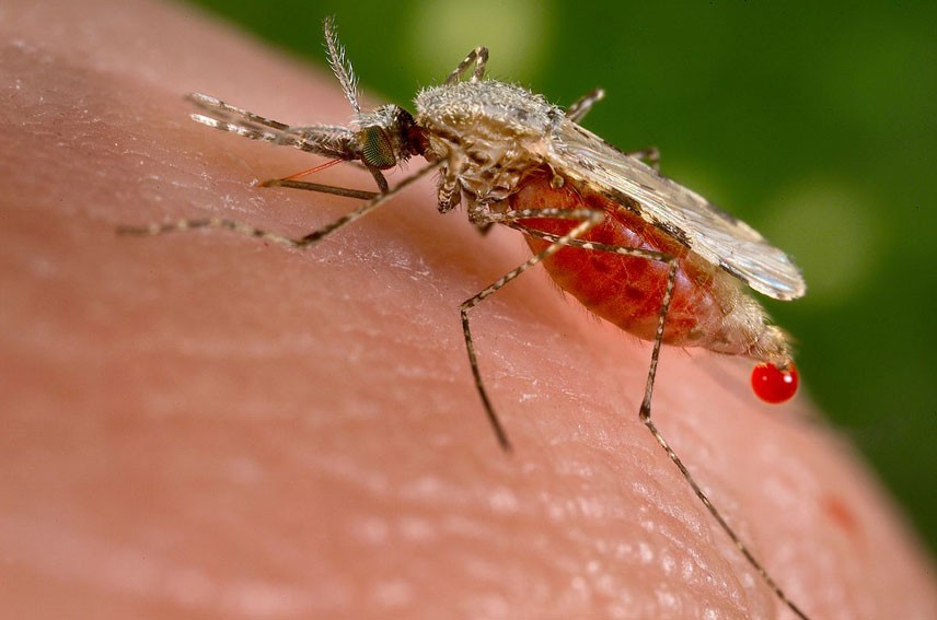 A female Anopheles stephensi mosquito 