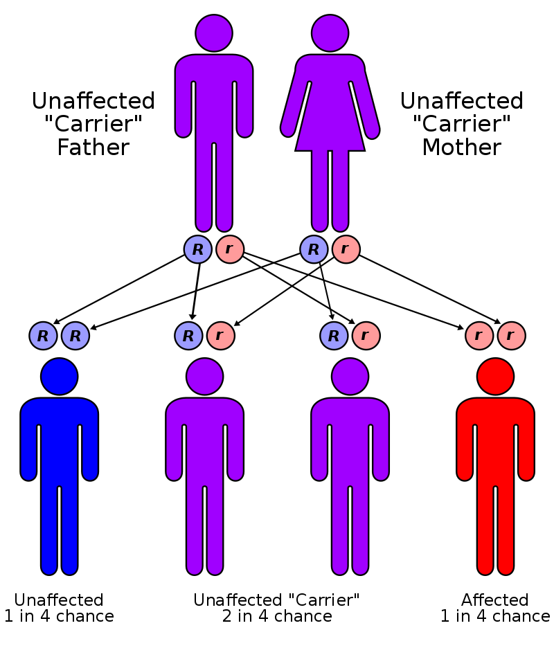 How a child might inherit cystic fibrosis