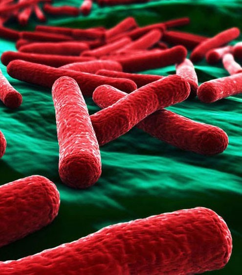 E. coli bacteria are rod-shaped