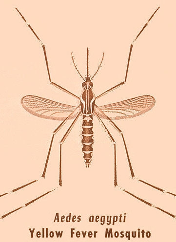 Yellow fever mosquito