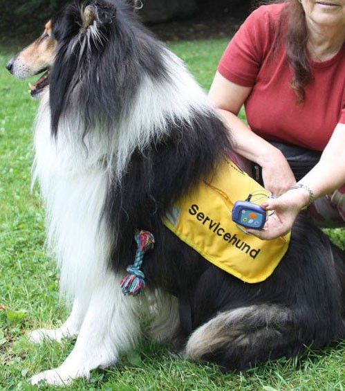 An epilepsy service dog 