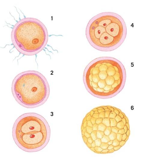 Development of a human blastocycst