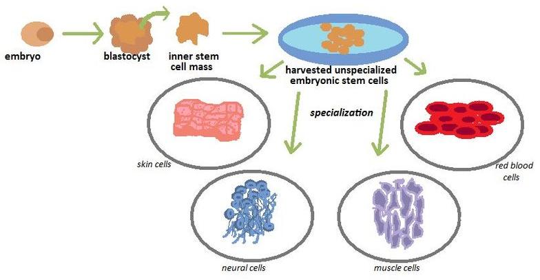 A diagram showing the potential multiple uses of embryonic stem cells
