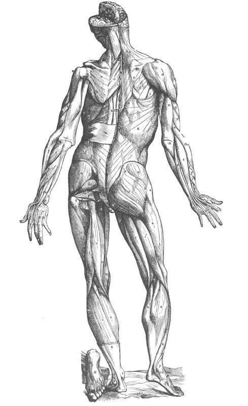Drawing of the human muscles by Vesalius