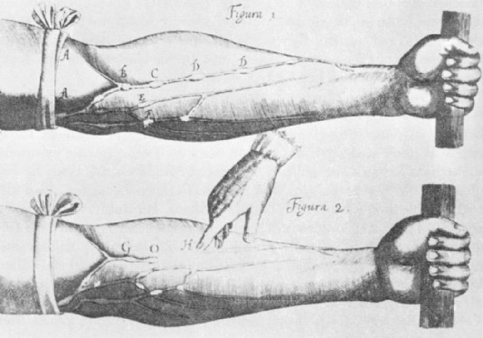 A diagram in Harvey's book showing the veins