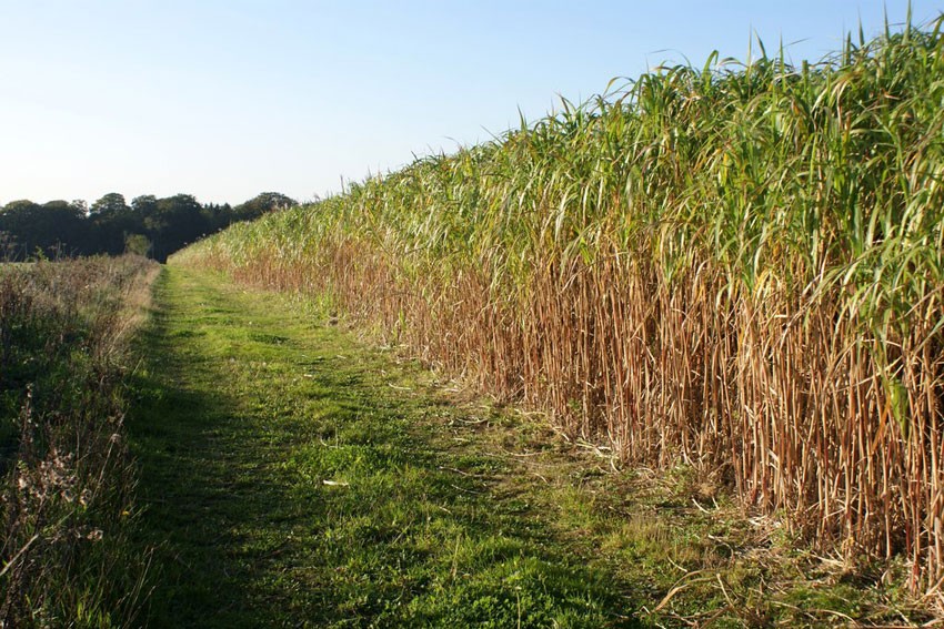 Elephant grass, a biomass crop