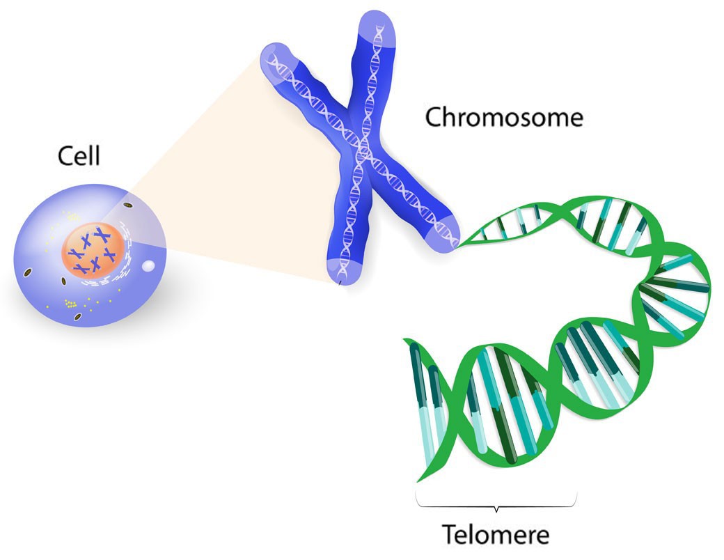 Telomeres at the tips of chromosomes