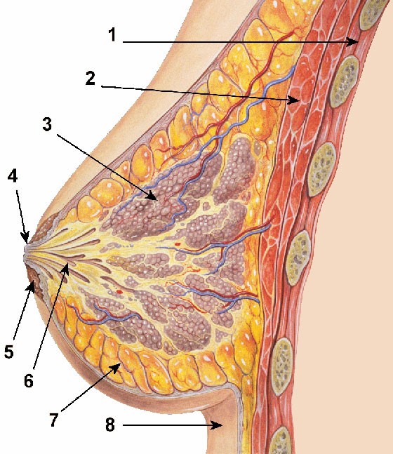 The female breast