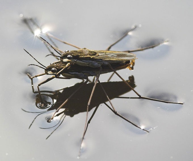 Water striders moving on the water's surface