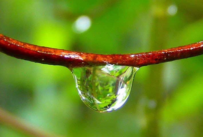 A water drop forming on a twig