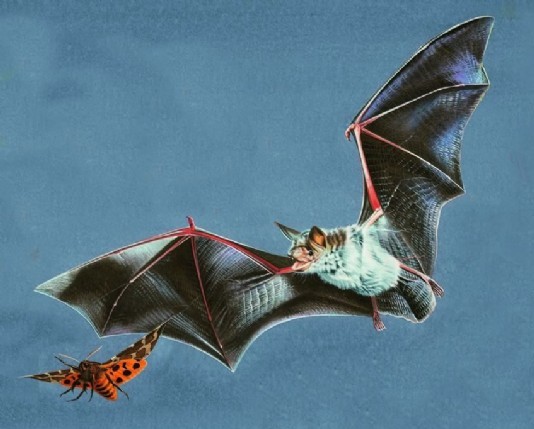 Mouse-eared bat hunting a moth