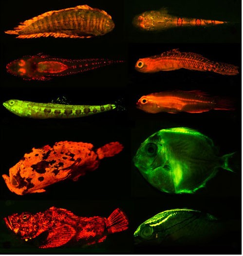 Fluorescent marine fish
