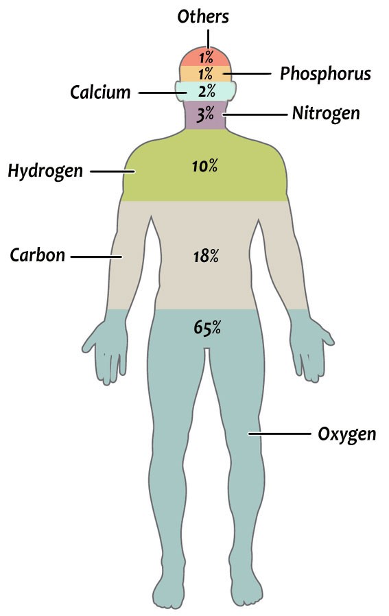 Six elements make up 99% of the body