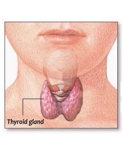 Thyroid gland