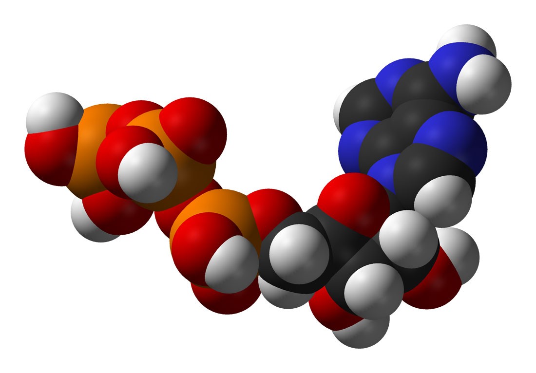 Molecular structure of ATP