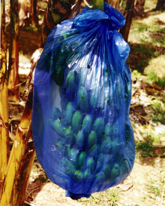 Bananas in a bag to prevent disease