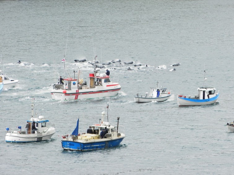 Whaling in the Faroe Islands
