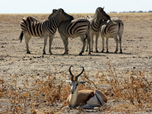 A dry season scene in Africa