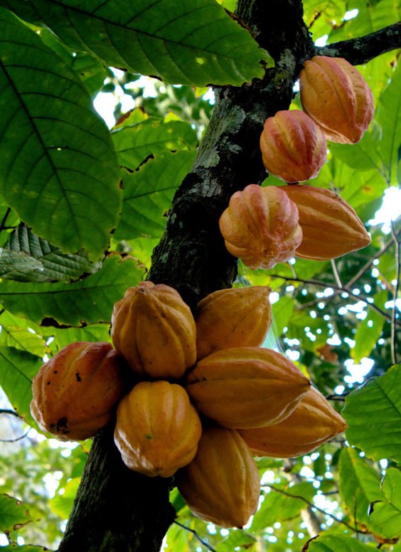 Cacao fruits