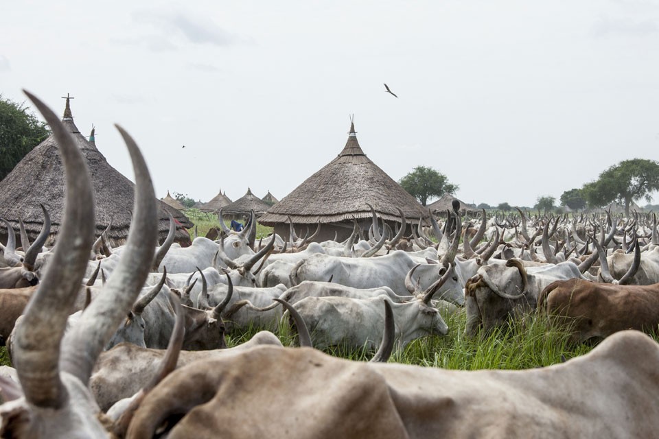 Cattle drive through a village