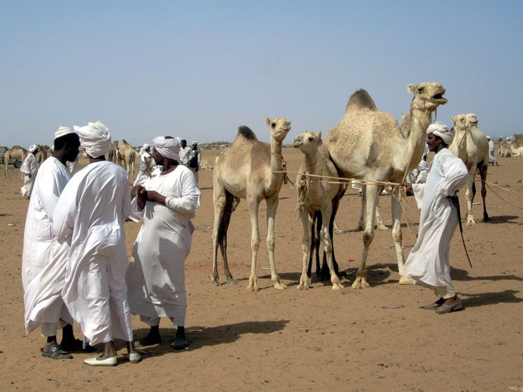 Herders at a camel market near Omdurman