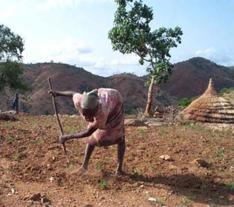 Farming in the Nuba Mountains