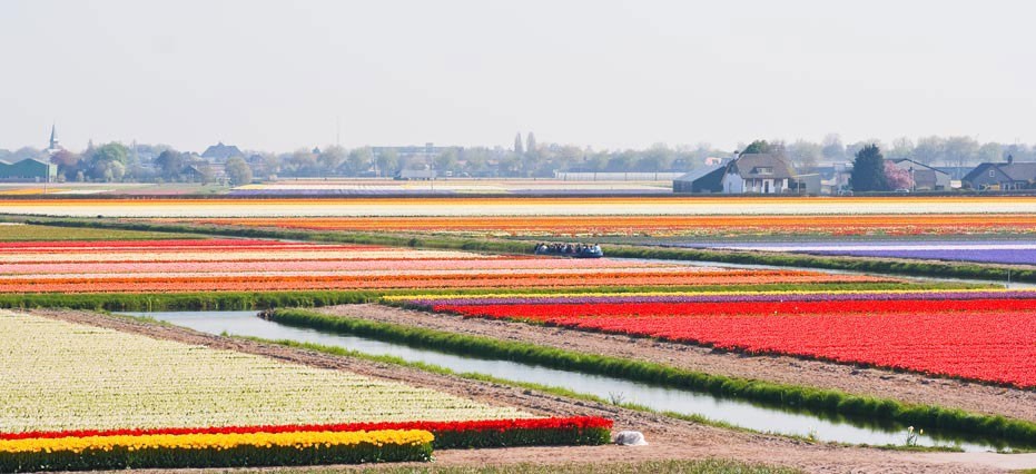 Bulbfields of Holland