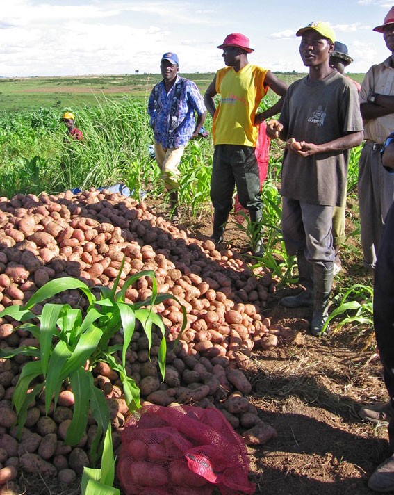 Potato farmers