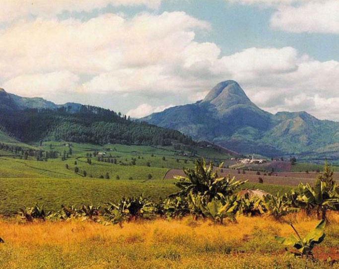 Tea plantation, northern Mozambique