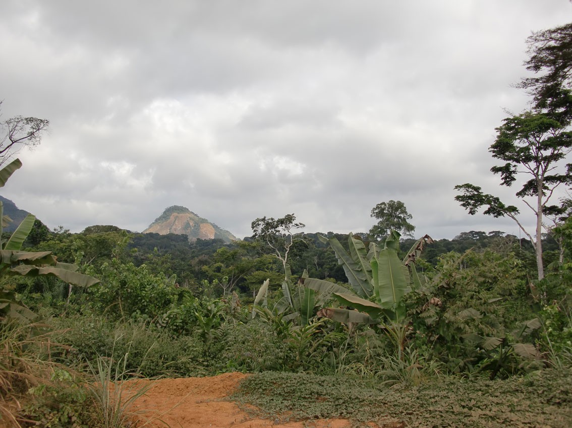 Rainforest near Oyala (Ciudad de la Paz)