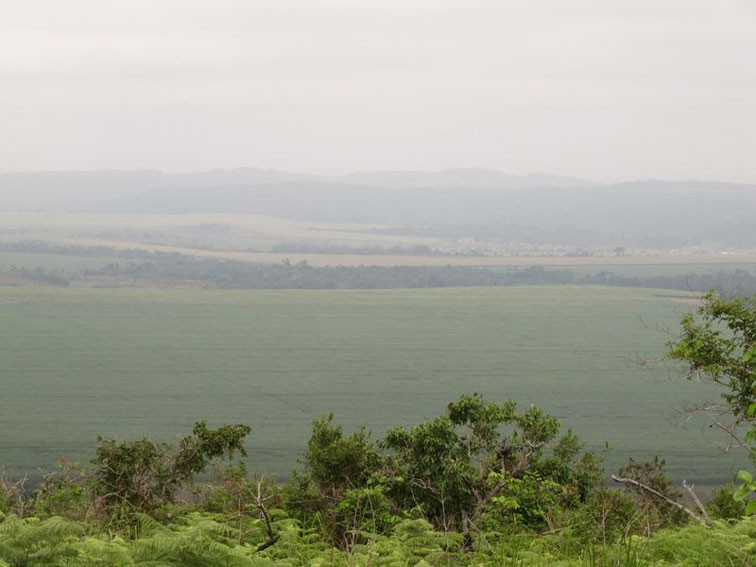 A vast sugar cane plantation, Franceville region