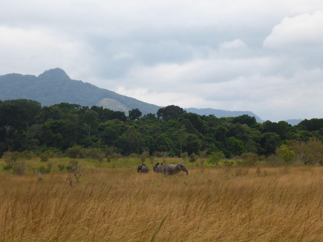 Elephants in Lopé National Park