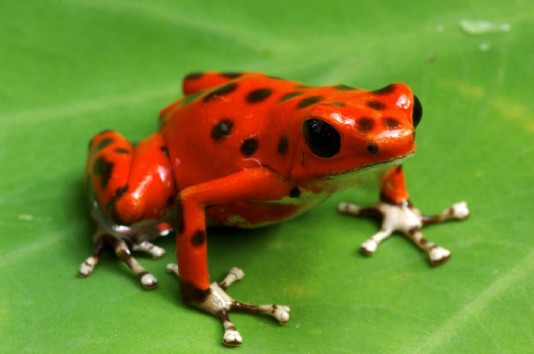 Strawberry poison dart frog