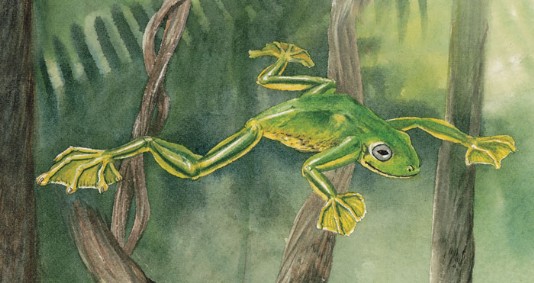 A flying frog
