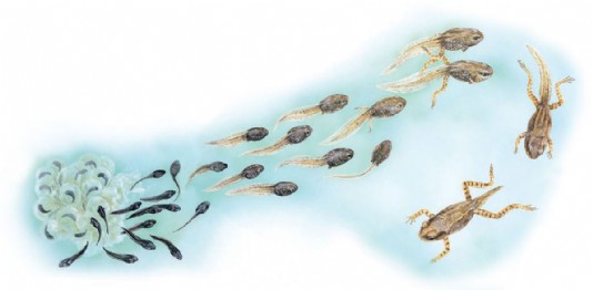 Stages in the development of a frog