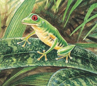 Red-eyed tree frog