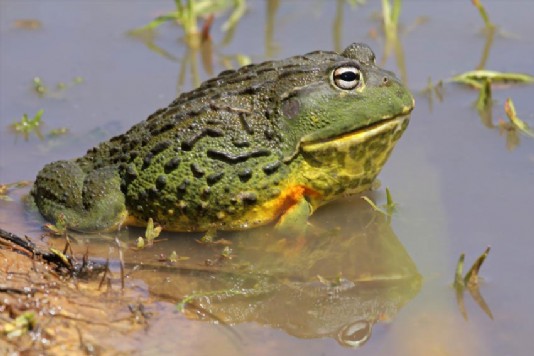Male African giant bullfrog