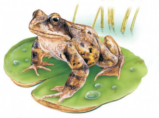An adult European common frog