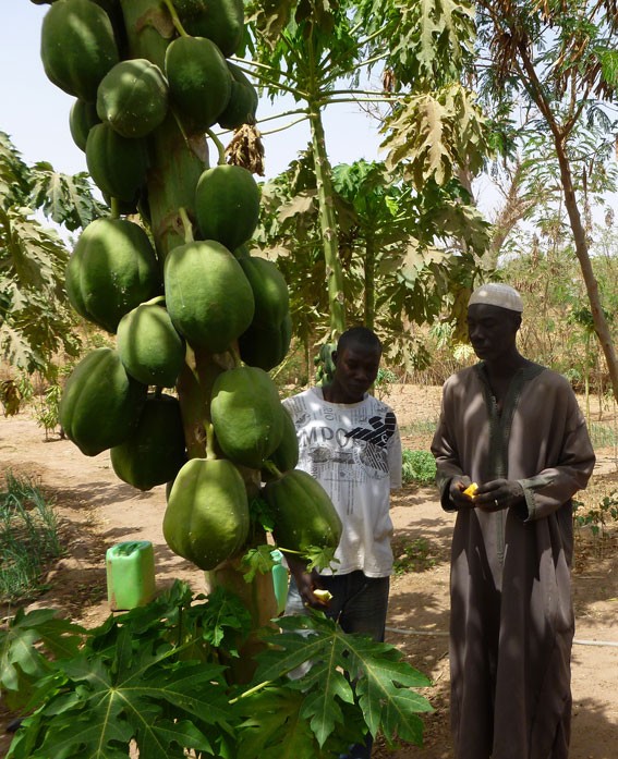 Examining a papaya plant