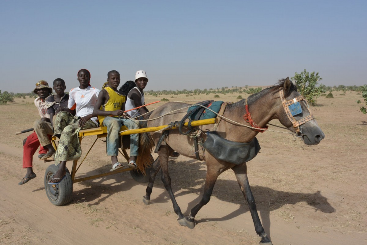 Peul boys travelling by horse and cart
