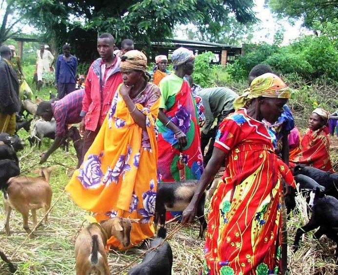 Burundian people with their goats