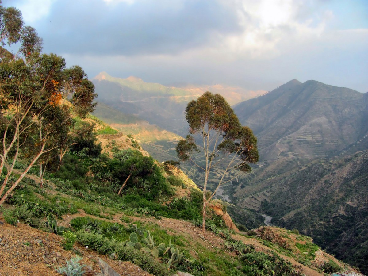 Terrace farming on mountain slopes