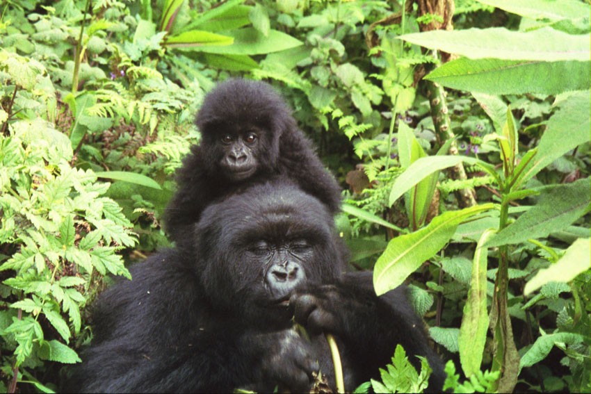 Mountain gorillas, Virunga Mountains