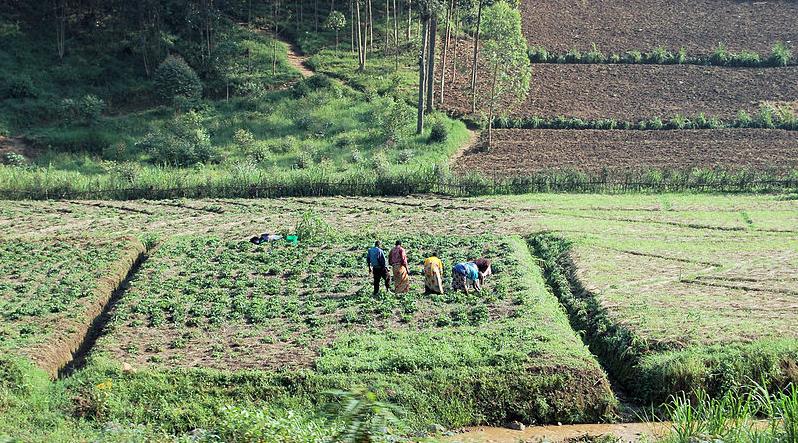Farming in Rwanda