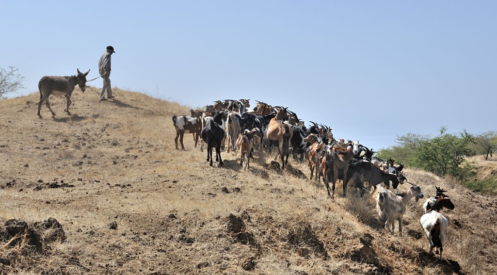 Goats being herded on Fogo