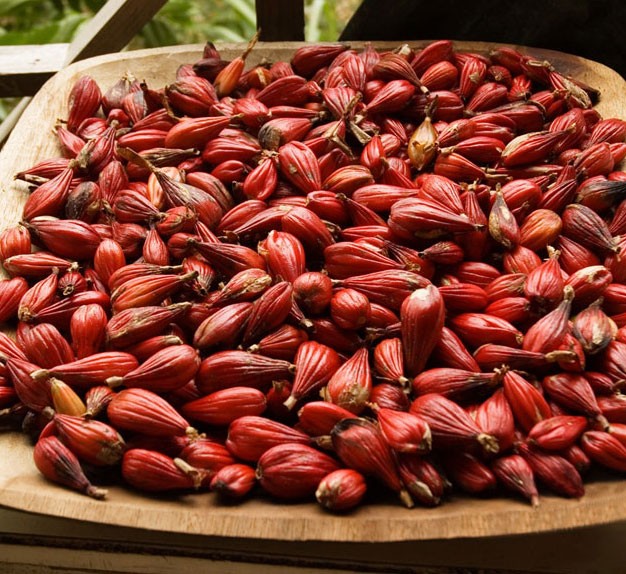 Cocoa beans