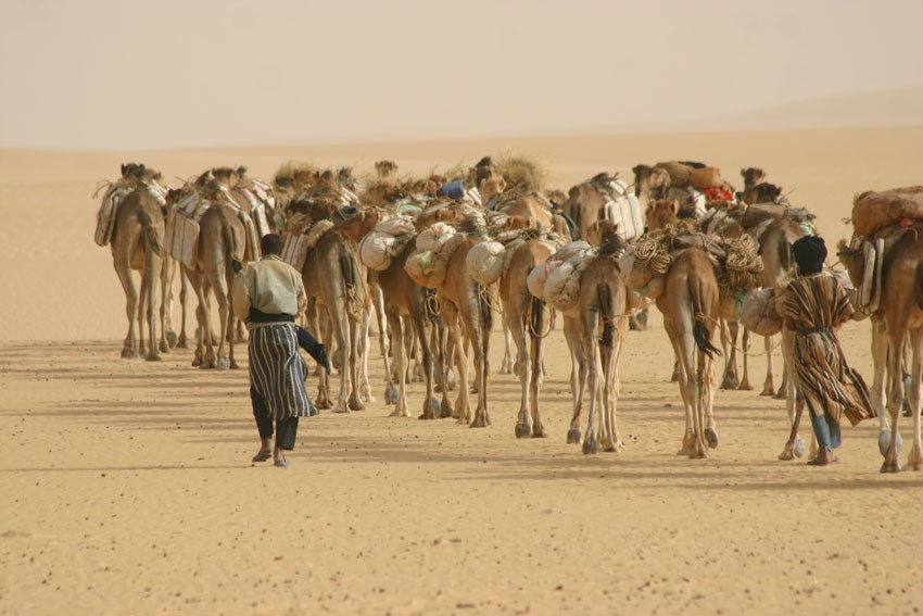Tuareg and camel caravan