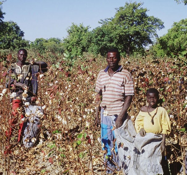 Malian family working in cotton fields