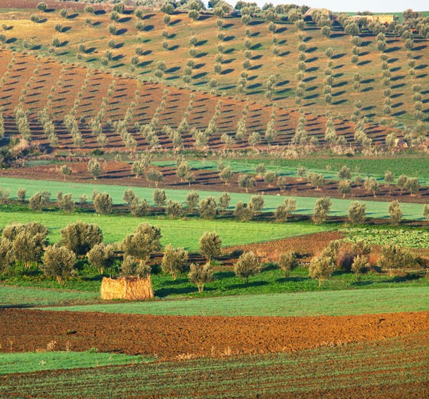 Fields and olive trees